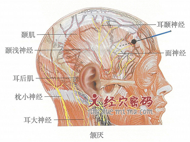 颔厌的位置解剖图（图解）