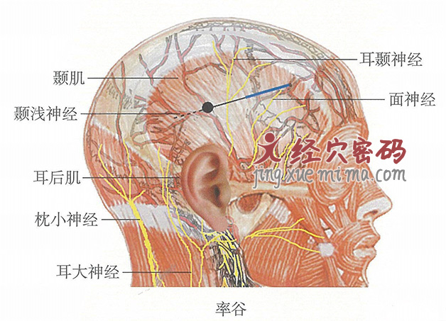 率谷的位置解剖图（图解）