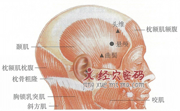 悬颅穴位位置图及针灸穴位图解