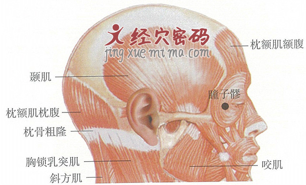 瞳子髎穴位位置图及针灸穴位图解