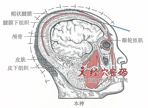 本神的位置解剖图（图解）