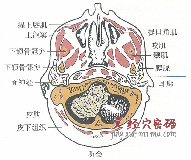 听会的位置解剖图（图解）