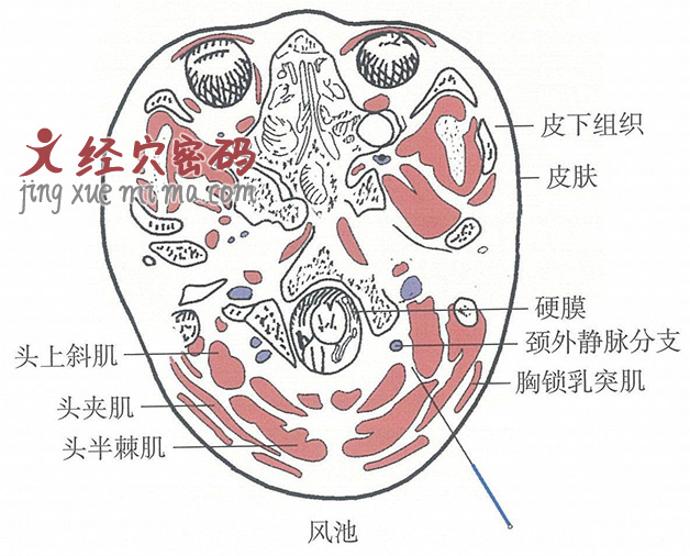 风池的位置解剖图（图解）