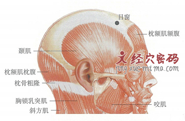 目窗穴位位置图及针灸穴位图解