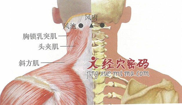 风池穴位位置图及针灸穴位图解