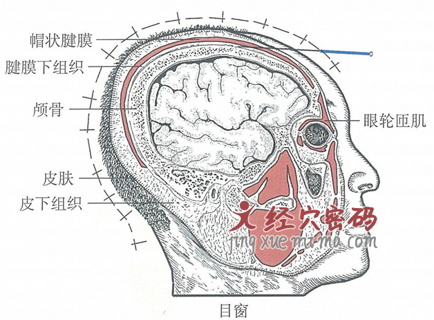 目窗的位置解剖图（图解）