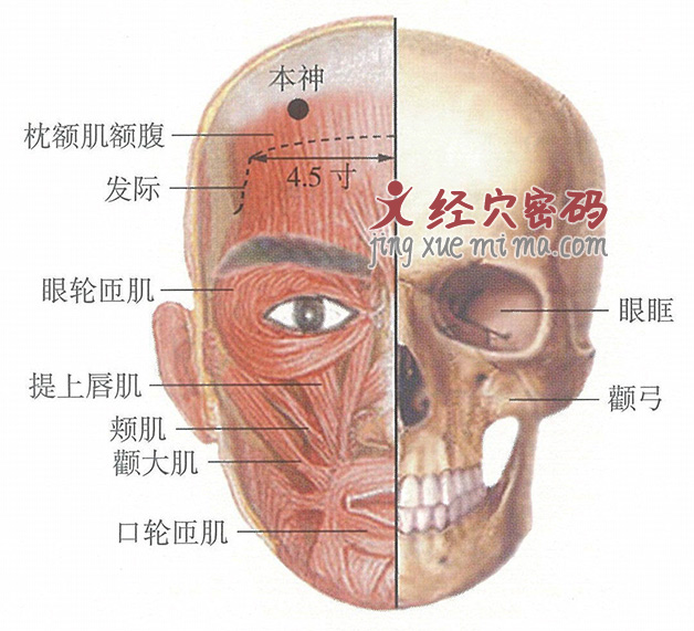 本神穴位位置图及针灸穴位图解