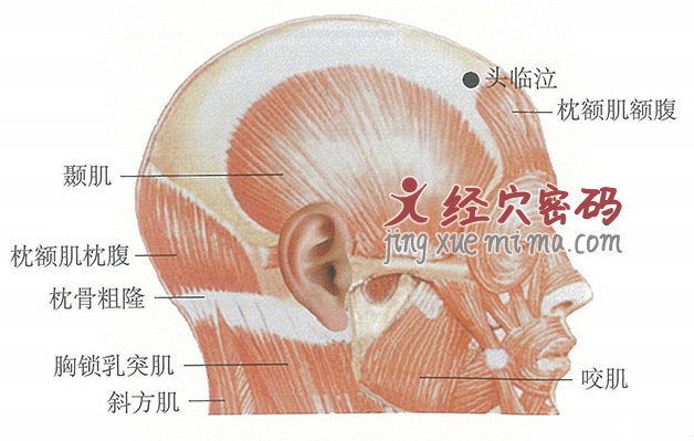 头临泣穴位位置图及针灸穴位图解