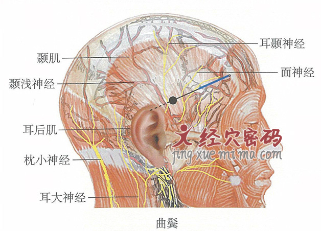 曲鬓的位置解剖图（图解）