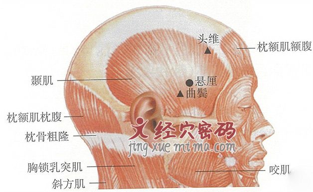 悬厘穴位位置图及针灸穴位图解