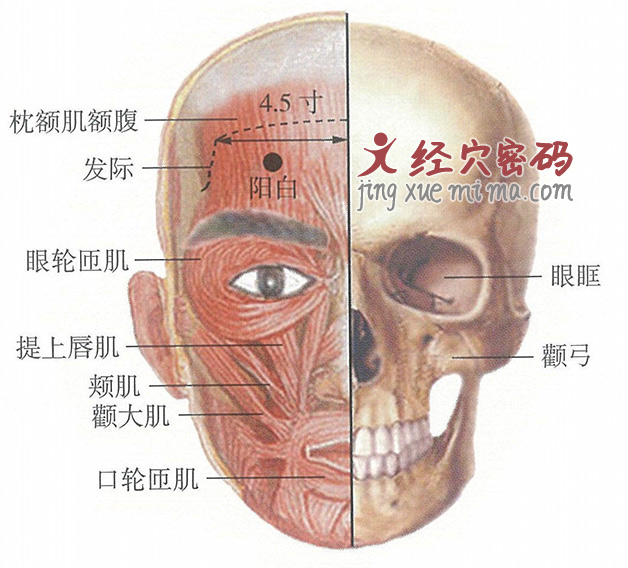 阳白穴位位置图及针灸穴位图解