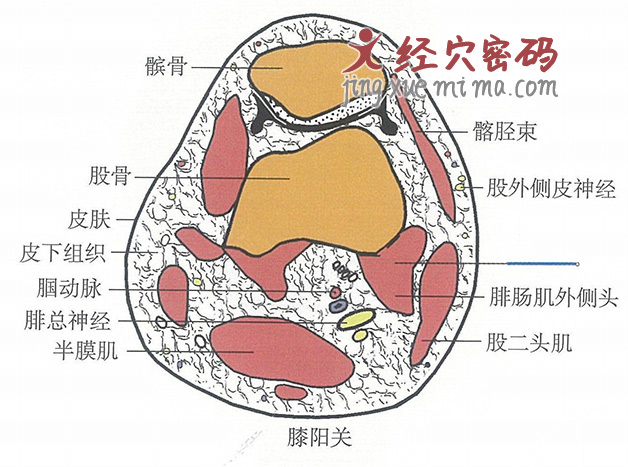 膝阳关的位置解剖图（图解）