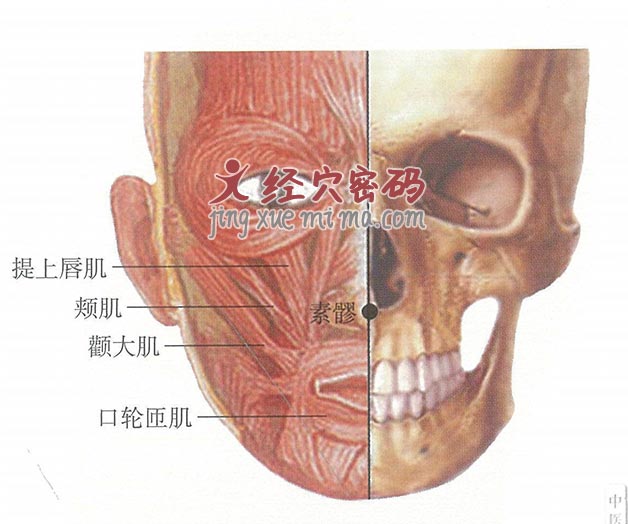 素髎穴位位置图及针灸穴位图解