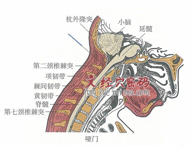 哑门的位置解剖图（图解）