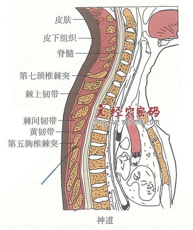 神道的位置解剖图（图解）