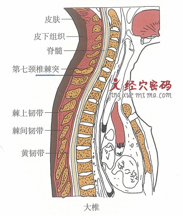 大椎的位置解剖图（图解）