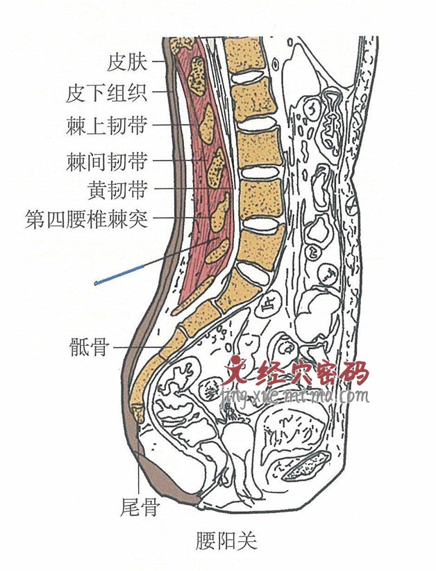 腰阳关的位置解剖图（图解）