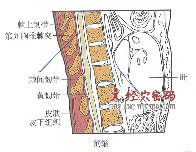 筋缩的位置解剖图（图解）