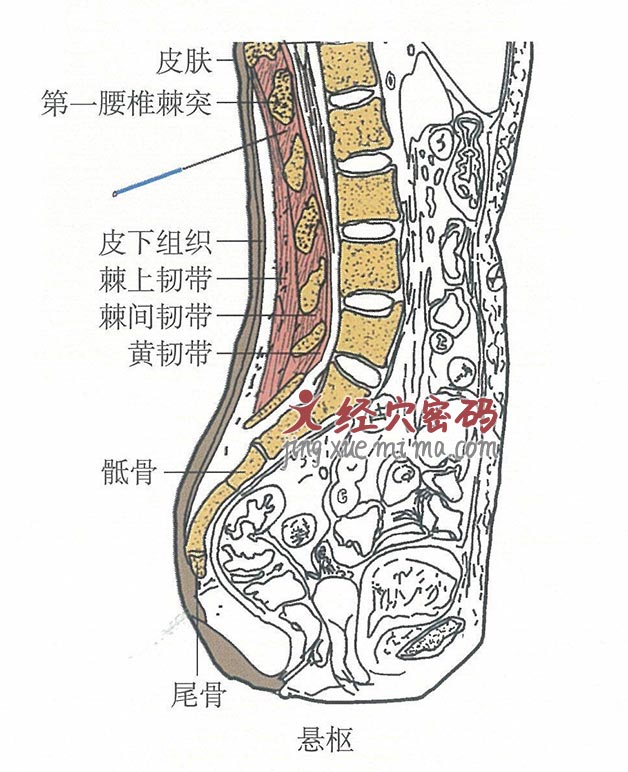 悬枢的位置解剖图（图解）