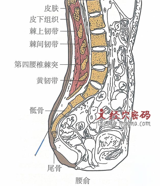 腰俞的位置解剖图（图解）