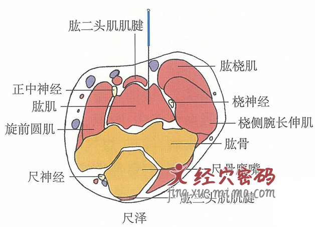 尺泽的位置解剖图（图解）