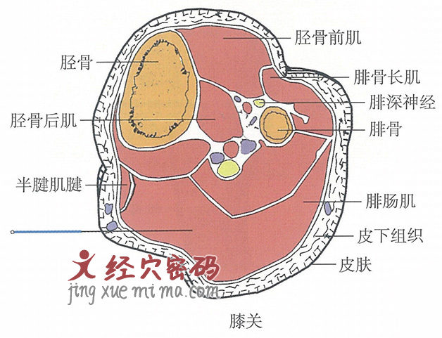 膝关的位置解剖图（图解）