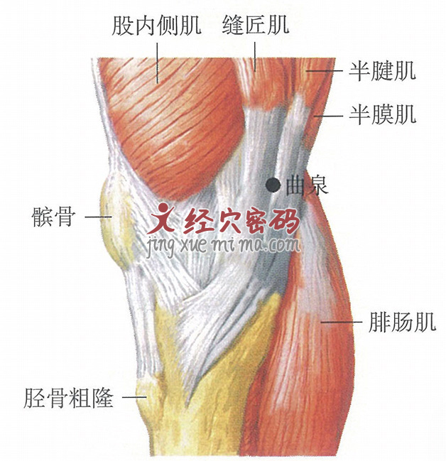 曲泉穴位位置图及针灸穴位图解