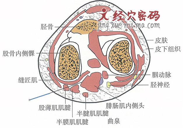 曲泉的位置解剖图（图解）