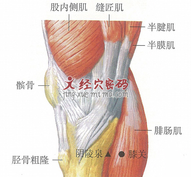 膝关穴位位置图及针灸穴位图解