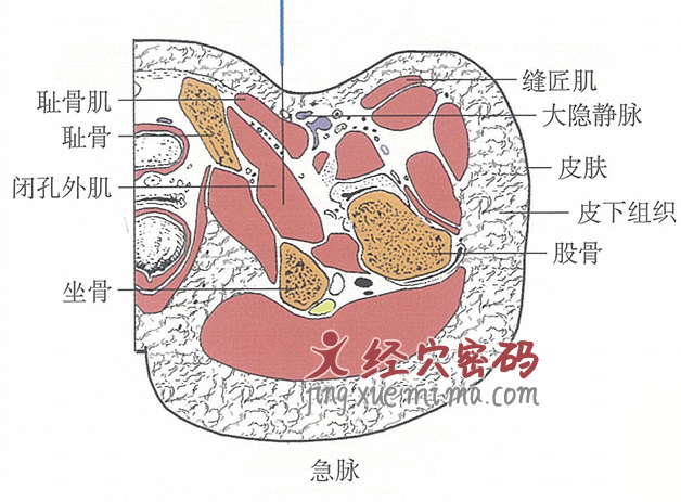 急脉的位置解剖图（图解）