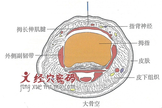 大骨空的位置解剖图（图解）