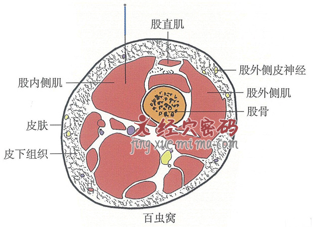 百虫窝的位置解剖图（图解）