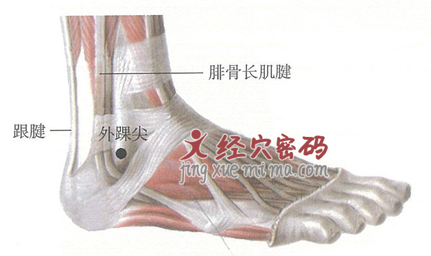 外踝尖穴位位置图及针灸穴位图解