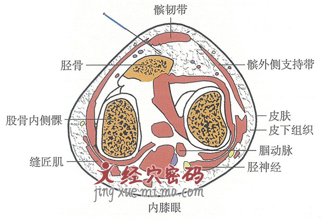 内膝眼的位置解剖图（图解）
