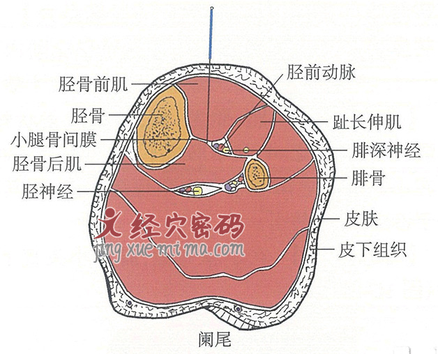 阑尾的位置解剖图（图解）