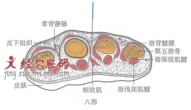 八邪的位置解剖图（图解）