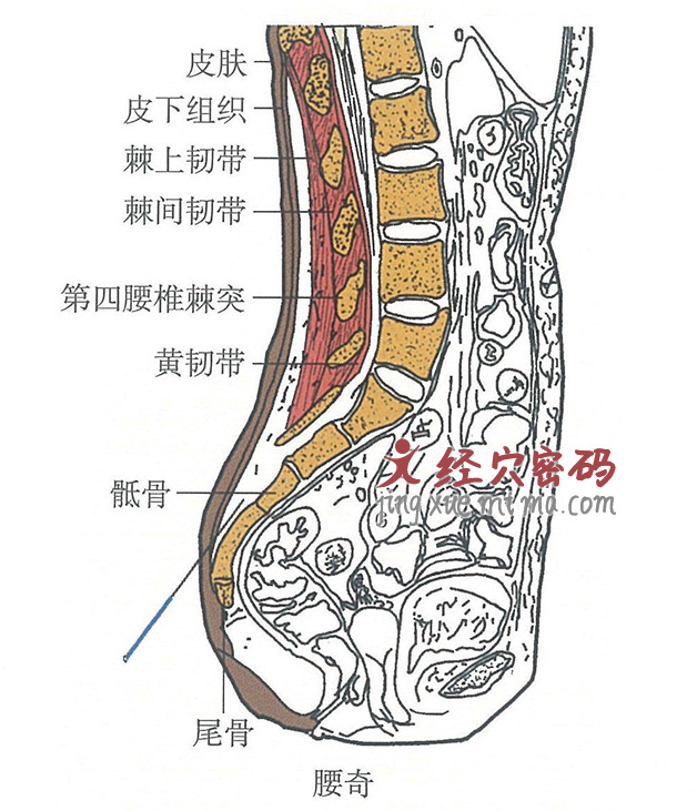 腰奇的位置解剖图（图解）