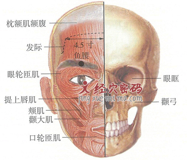 鱼腰穴位位置图及针灸穴位图解