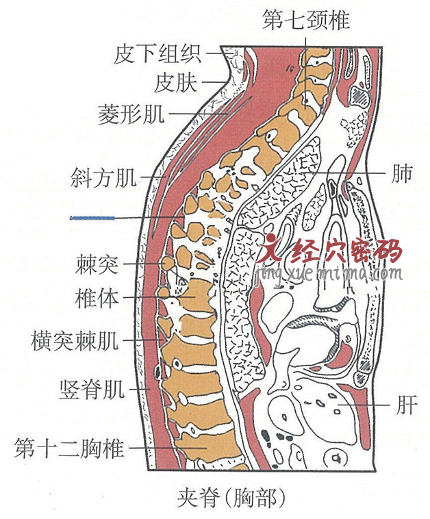 夹脊的位置解剖图（图解）