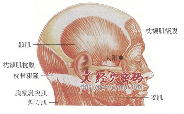 太阳穴位位置图及针灸穴位图解