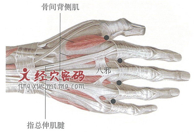 八邪穴位位置图及针灸穴位图解