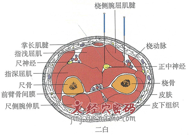 二白的位置解剖图（图解）