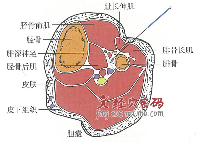 胆囊的位置解剖图（图解）