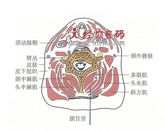 颈百劳的位置解剖图（图解）