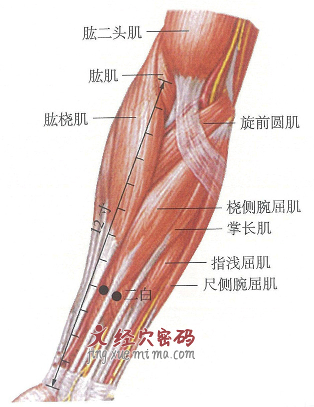 二白穴位位置图及针灸穴位图解