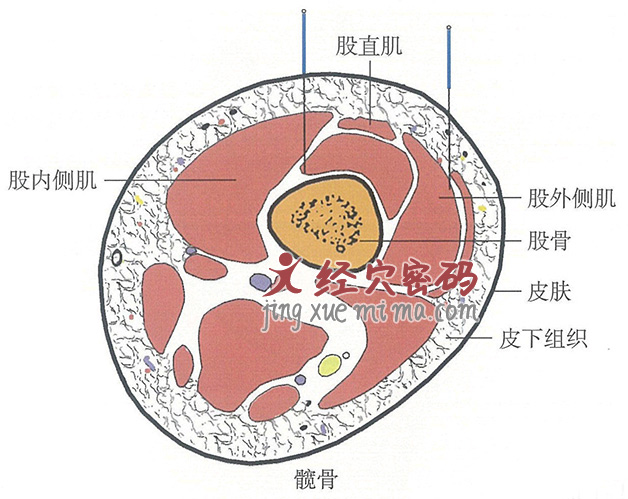 髋骨的位置解剖图（图解）