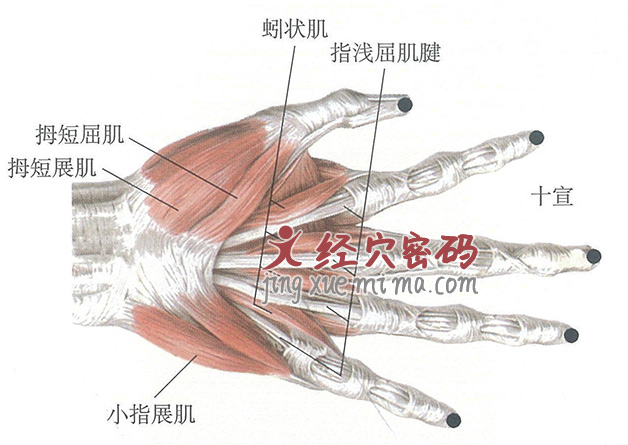 十宣穴位位置图及针灸穴位图解