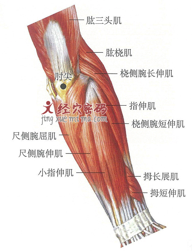 肘尖穴位位置图及针灸穴位图解