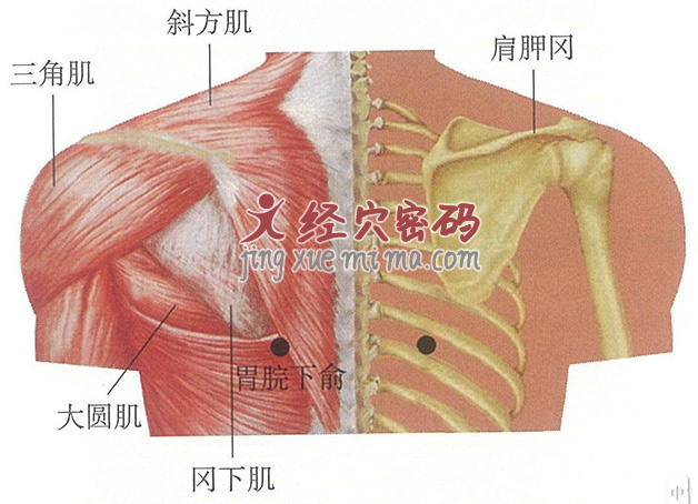 胃脘下俞穴位位置图及针灸穴位图解