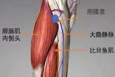 程凯养生说：健脾益气穴和健脾利湿穴（下）